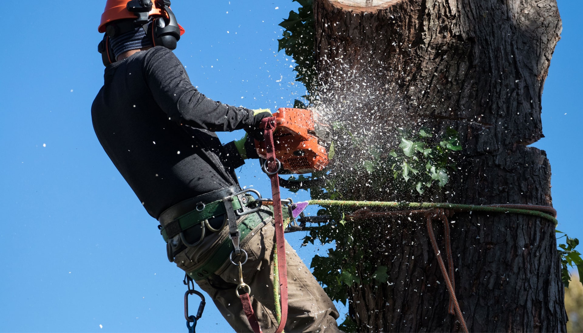A tree trimming expert chopping a tree in Birmingham, AL.