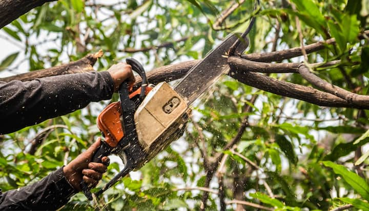 a professional tree trimmer cutting down a tree in Birmingham, AL.